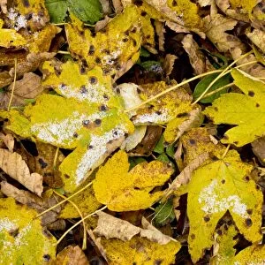 Fallen Sycamore leaves with tar-spot fungus and light snow fall