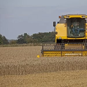 Farming - New Holland Combine Harvester - harvesting Wheat field - Cotswolds - UK