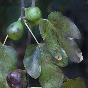 Fig-tree - white fruit