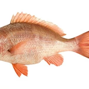 Fish - Red Snapper in studio