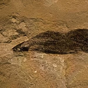 Fossil Lungfish - Dipnoi - Quebec - Canada - Late Devonian - 350 Million Years Old