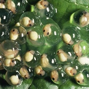 Frogspawn Red-eyed Tree Frog Eggs, day 9. Panama