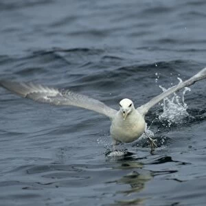 Fulmar - running across water At Sea, Scotland, UK BI002283