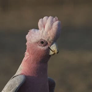 Galah - male. Found throughout most of Australia, but typically a bird of the interior. Found in dry open woodlands, inland stations, open shrublands, parks, and cleared coastal areas