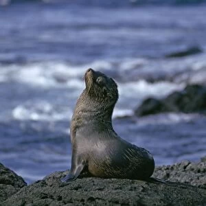 Galapagos Fur Seal - On rock. Galapagos Islands