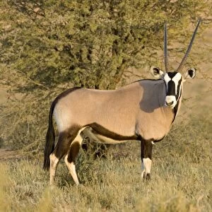 Gemsbok-Oryx- Portrait Kgalagadi Transfrontier Park-South Africa-Botswana-Africa