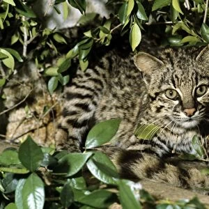 Geoffroy's Wild Cat - South America