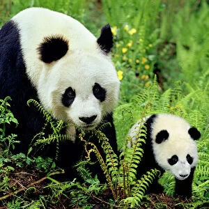 Giant Panda - Mother and Young Cub - Wolong Nature Reserve - Qionglai Mountains - China 4MA764P