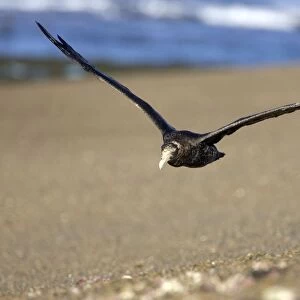 Giant Petrel - in flight Valdes Peninsula, Patagonia, Argentina. South Atlantic Ocean