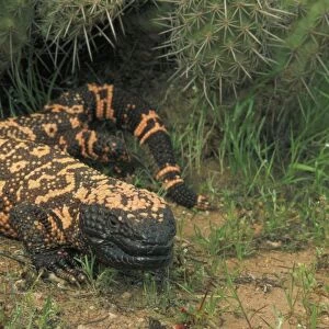 Gila Monster (Heloderma suspectum)-Arizona-One of only two venomous lizards in the world-protected species-in Saguaro cactus "boot"- delivers venom through grooved teeth- feeds on ground nesting birds