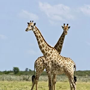 Giraffe - Pair standing - Kalahari - Botswana