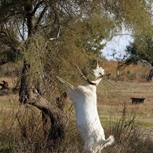 Goat - on hind legs grazing. Camargue - France