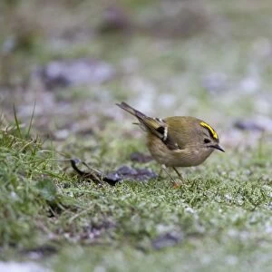 Goldcrest - picking up crumbs from below bird table in a hard frost - January - Breckland - Norfolk - UK