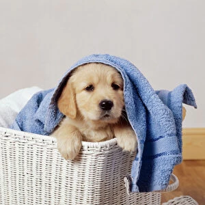 Golden Retriever Dog JD 9377E Puppy in laundry basket © John Daniels / ardea. com