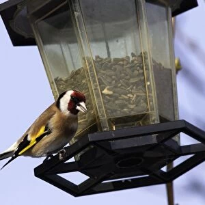 Goldfinch - at birdfeeder. Alsace - France