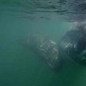 Gray Whale - Underwater: mother and calf San Ignacio Lagoon, Baja California South, Mexico