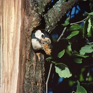 Greater-spotted / Great-spotted Woodpecker - at nest