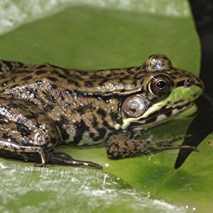 Green Frog - adult - New York - USA