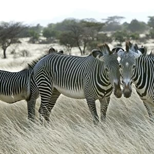 Grevy's Zebra - group. Samburu National Park - Kenya - Africa
