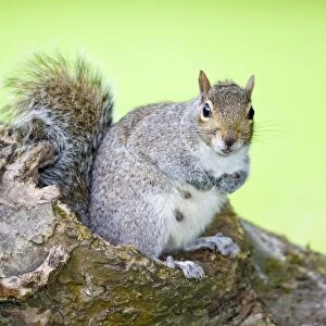 Grey Squirrel Nursing female sitting on Log Norfolk UK
