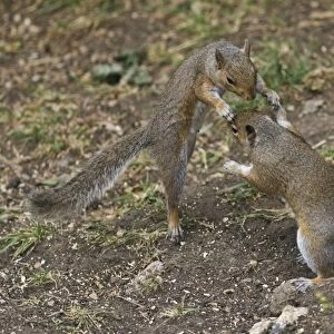 Grey Squirrels having a fight on ground then continued along a branch Oxon UK