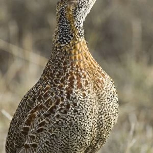 Grey-winged Francolin - Adult. Feeds on invertebrates, tubers, rhizomes and bulbs. Endemic in South Africa and Lesotho. Inhabits montane grasslands. Mountain Zebra National Park, Eastern Cape, South Africa