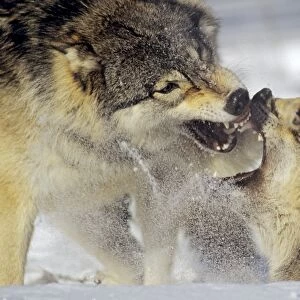Grey Wolf / Timber Wolf - dominance behavior in snow