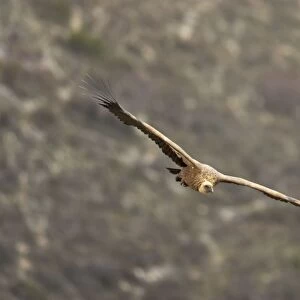 Griffon Vulture- In flight Gyps fulvus Segovia, Spain BI008917