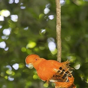 Guianan Cock-of-the-rock - male Central Suriname Nature Reserve