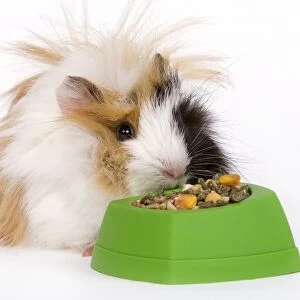 Guinea Pig - eating from bowl