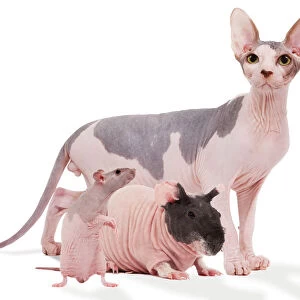 Hairless Animals - Sphinx cat, rodent & rat