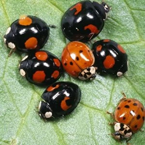 Harlequin Ladybird - range of colour morphs