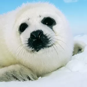 Harp Seal