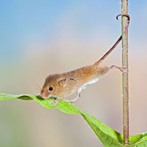 Harvest mice - on teasel using tail to cimb Bedfordshire UK