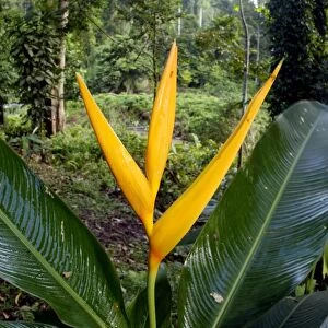 Heliconia (a species of Ginger) plant flowers at Borneo Rainforest Lodge, Sabah, Borneo, Malaysia; June. Ma39. 3192