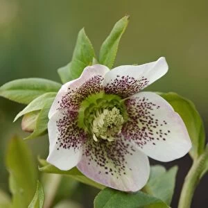 Helleborus orientalis - "White Spotted" - garden hybrid. One of many variations of hybrids developed from the orientalis. Hellebores grow well in shade and semi-shade, moist soil, and are hardy perennials. East Sussex garden - UK. March