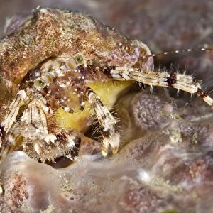 Hermit Crab - Indonesia
