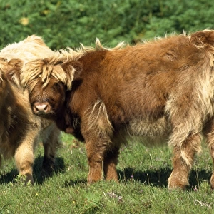 Highland Cattle - two calves