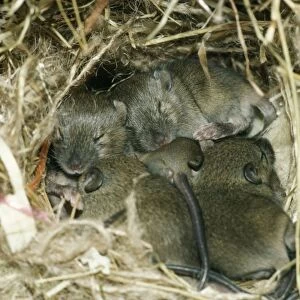 House Mice - in nest at 12 days. UK
