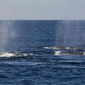 Humpback Whales - Sea of Cortez - Baja California - Mexico