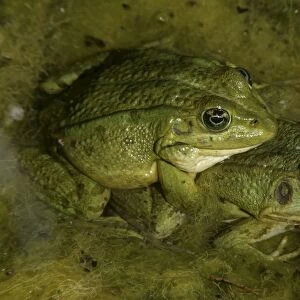 Iberian Green Frogs - Mating pair - In amplexus - Found in the Iberian peninsula - France and Italy -Introduced in the Azores and the Canary Islands - Spain