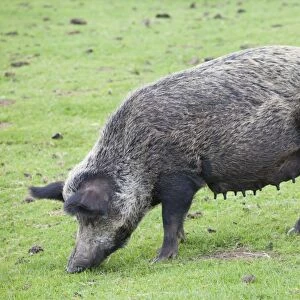 Iron age pig grazing - Cotswold Farm Park - Temple Guiting Glos UK