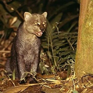 Jaguarundi NG 634 Amazonas, Brazil. Felis yagouaroundi © Nick Gordon / ARDEA LONDON