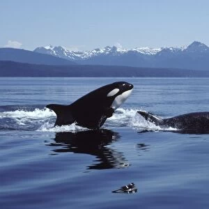 Killer whale / Orca - Breaching Photographed in Icy Strait, Southeast Alaska, USA