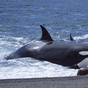 Killer whale / Orca - Hunting South American sealion pups. Punta Norte, Valdes Peninsula, Patagonia, Argentina