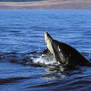 Killer whales - playing with salmon they have caught, like a cat playing with a mouse, before they eat it. ML182