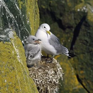 Kittiwake - adult at nest with young