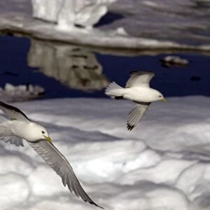 Kittiwakes In flight over Ice Spitzbergan
