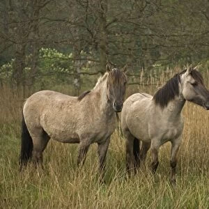 Konik Ponies -Norfolk Broads National Park-Norfolk-England- Breed originated in ancient lowland farm areas in Poland- Konik means small horse in Polish-Direct descendant of the wild European forest horse or Tarpan that once roamed across Europe