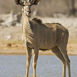 Kudu Bull-Young Male-Full body portrait standing by a water hole Etosha National Park-Northern Namibia-Africa